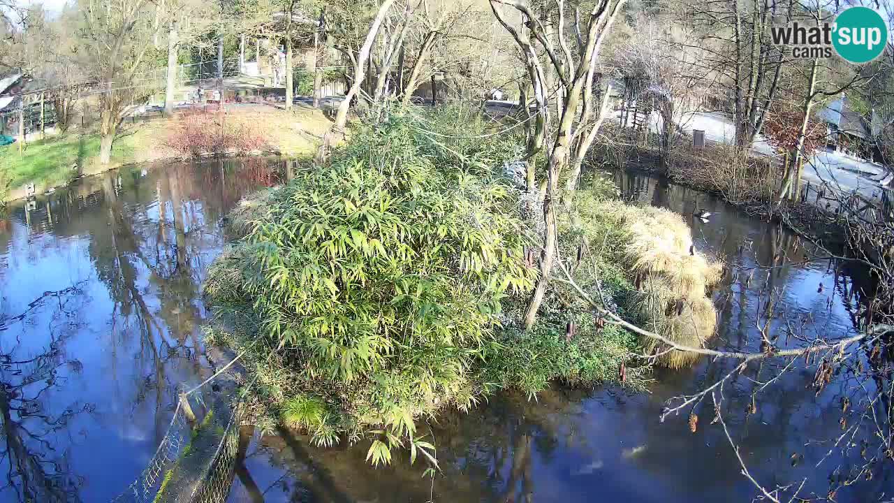 Südlicher Gelbwangen-Schopfgibbon Zoo Ljubljana webcam