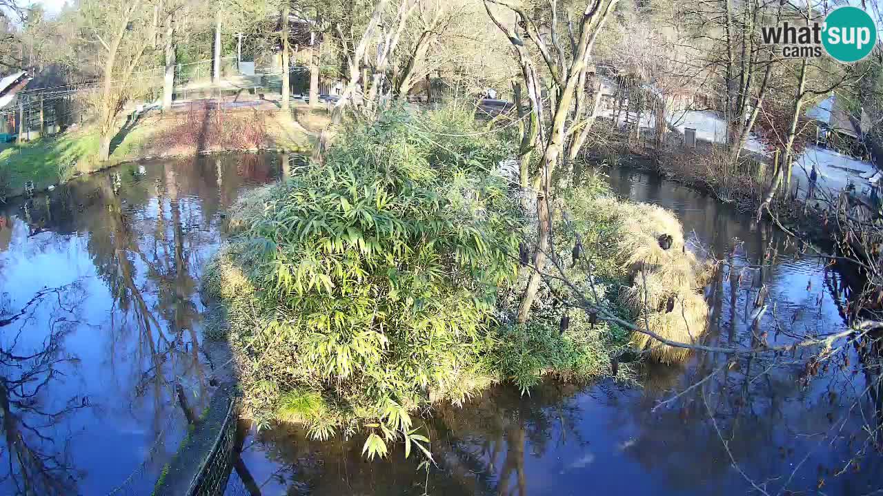 Gibon – Nomascus gabriellae – Zoo Ljubljana web kamera