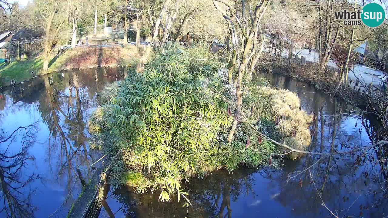 Südlicher Gelbwangen-Schopfgibbon Zoo Ljubljana webcam