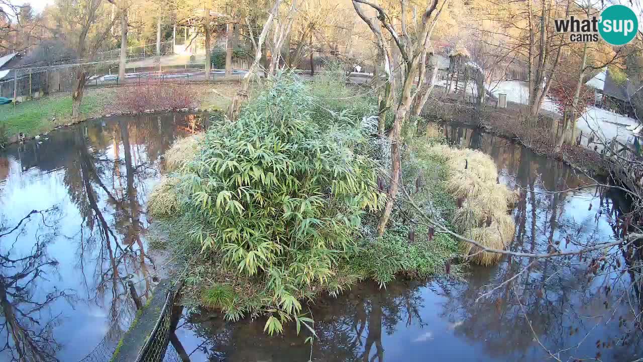 Gibon – Nomascus gabriellae – Zoo Ljubljana web kamera