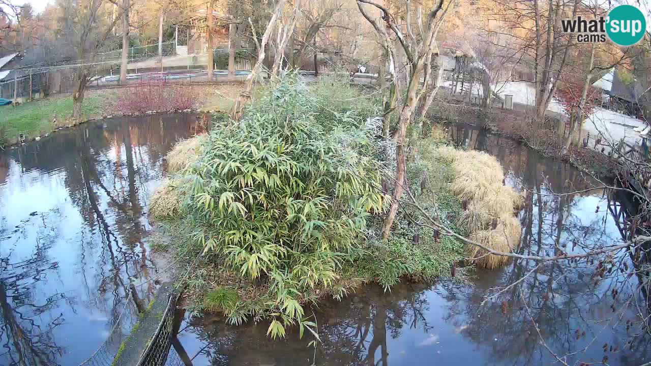 Südlicher Gelbwangen-Schopfgibbon Zoo Ljubljana webcam