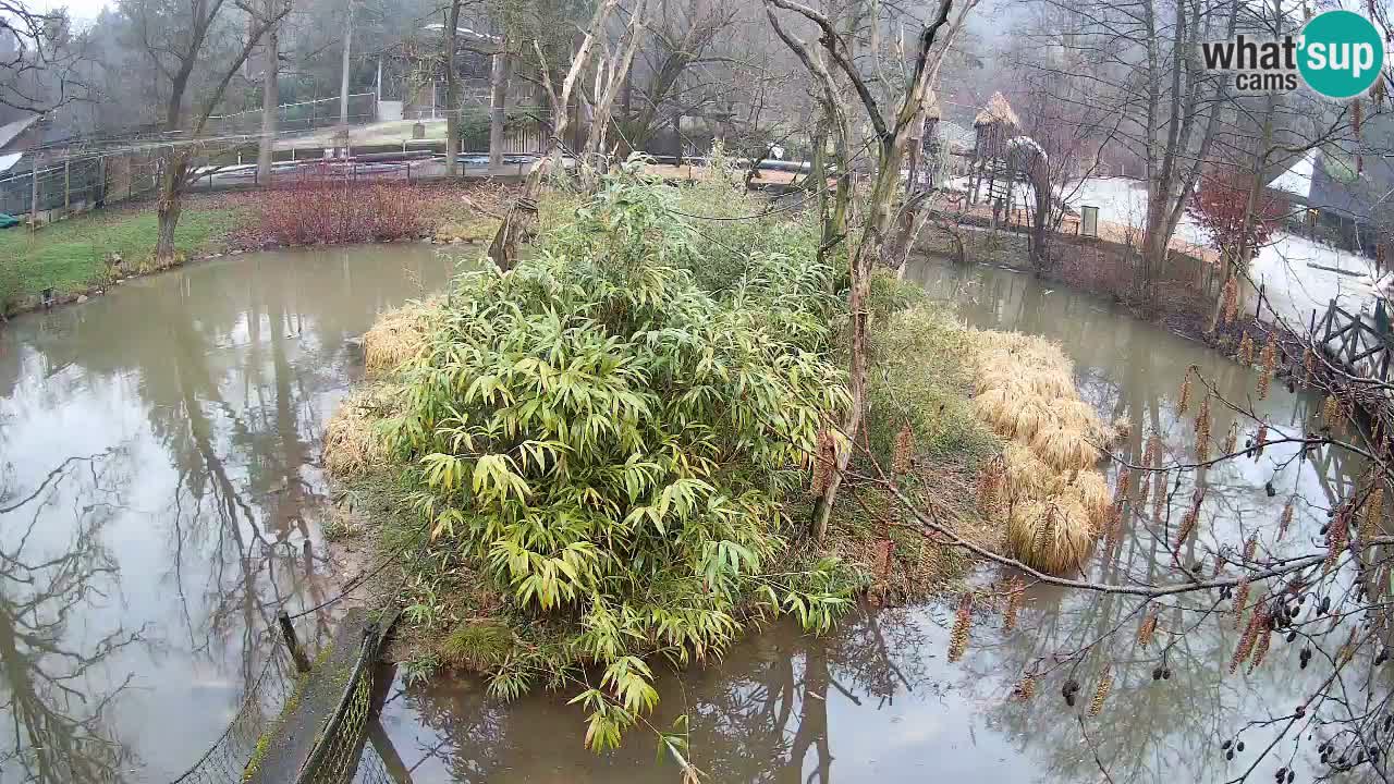 Südlicher Gelbwangen-Schopfgibbon Zoo Ljubljana webcam