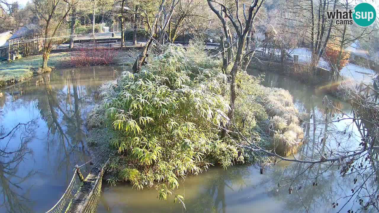 Yellow-cheeked gibbon Zoo Ljubljana livecam