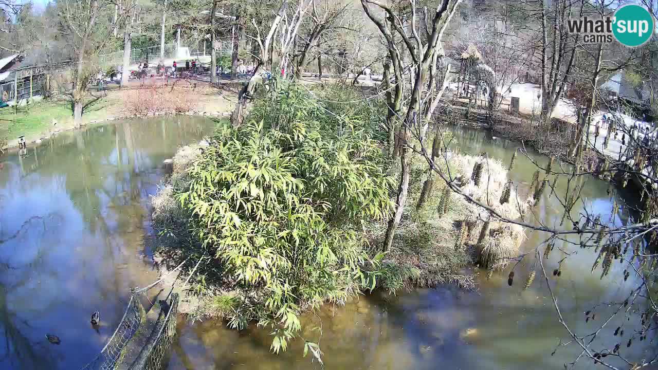 Gibbon à joues jaunes Zoo Ljubljana live cam