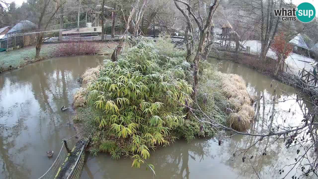 Gibbon à joues jaunes Zoo Ljubljana live cam