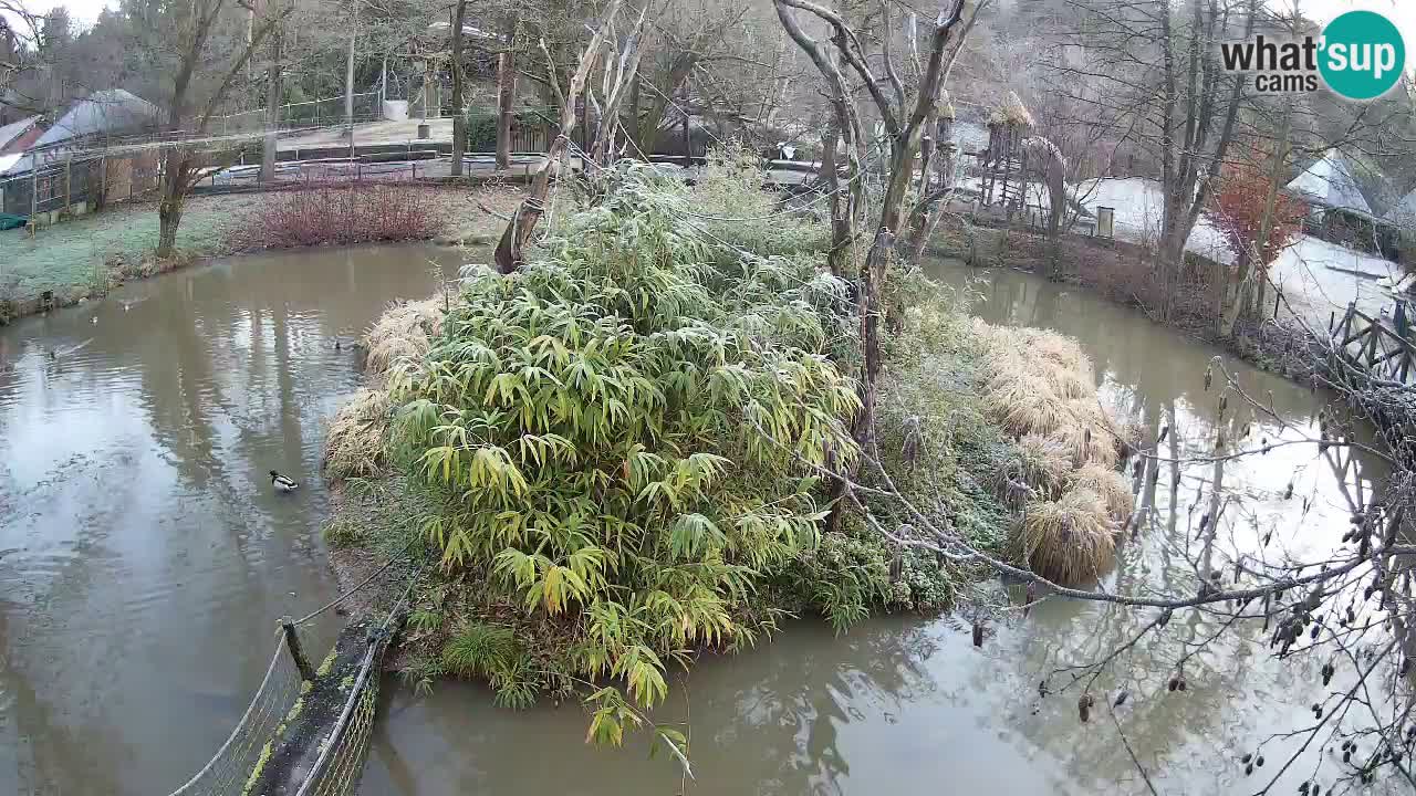 Gibbon à joues jaunes Zoo Ljubljana live cam