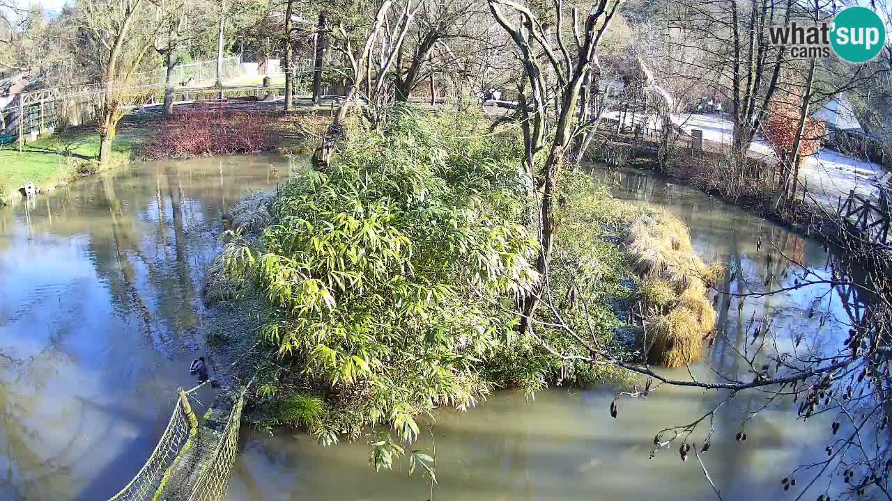 Yellow-cheeked gibbon Zoo Ljubljana livecam