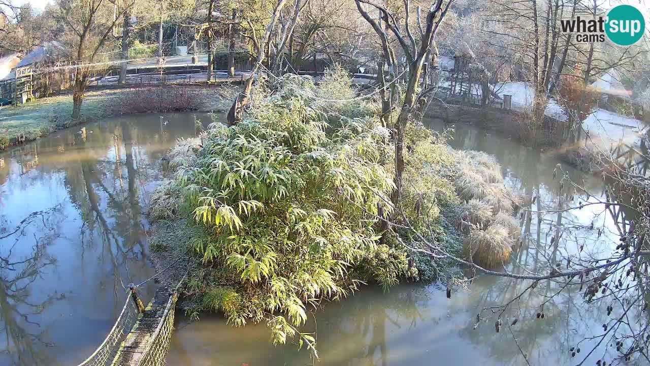 Yellow-cheeked gibbon Zoo Ljubljana livecam