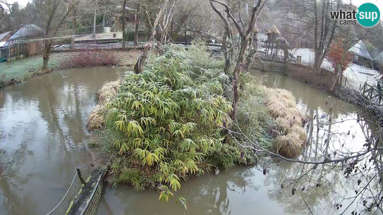 Gibbon à joues jaunes Zoo Ljubljana live cam