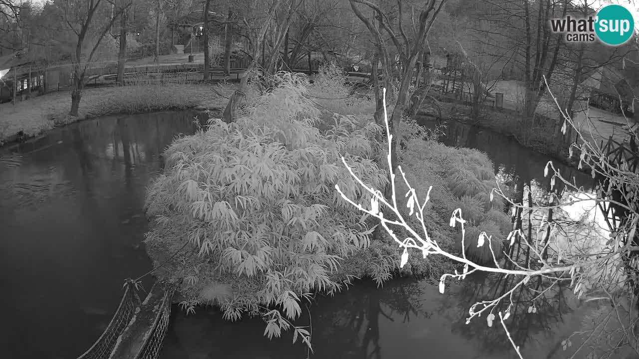 Südlicher Gelbwangen-Schopfgibbon Zoo Ljubljana webcam