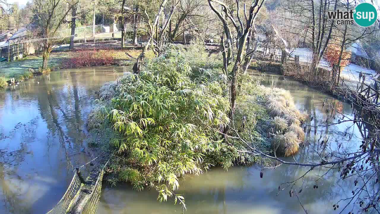 Yellow-cheeked gibbon Zoo Ljubljana livecam