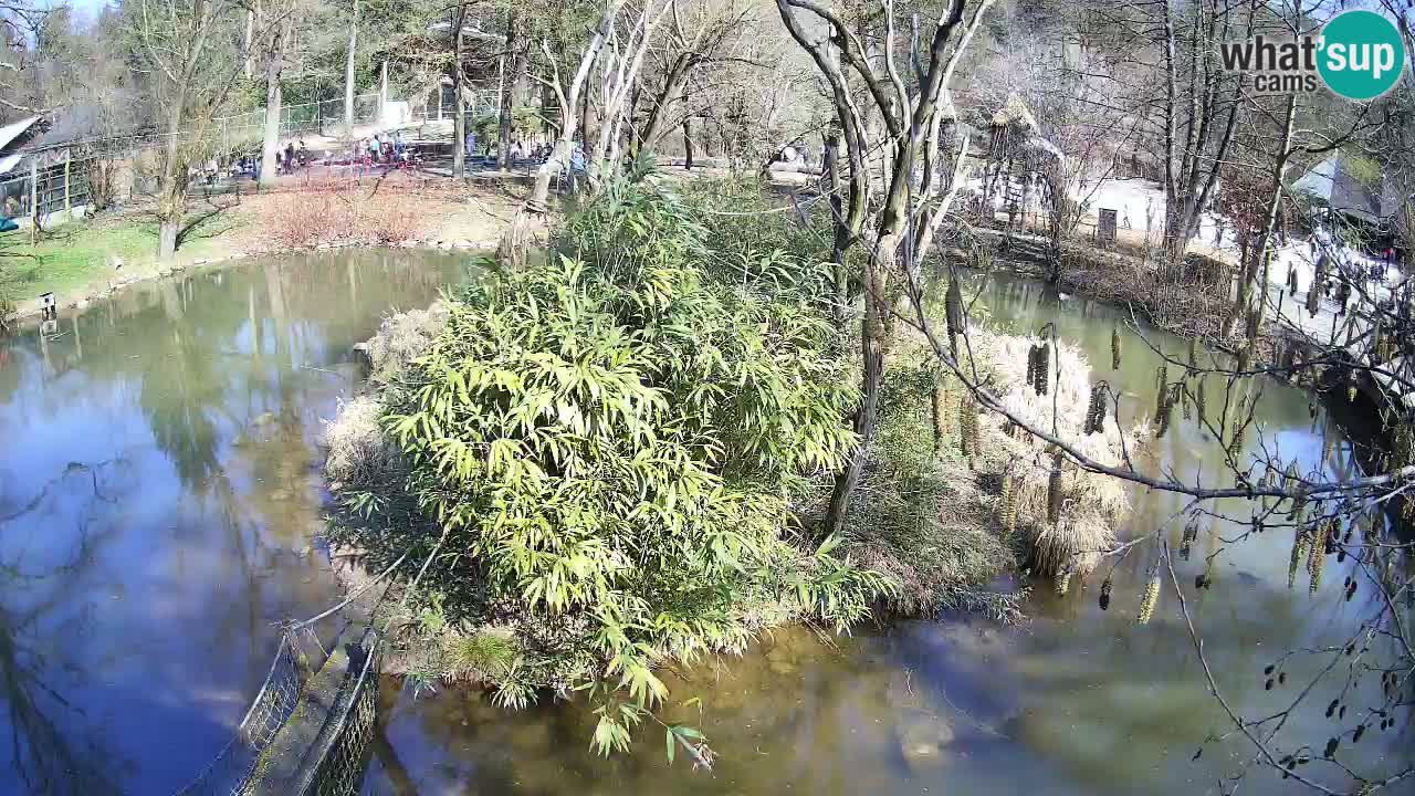 Gibbon à joues jaunes Zoo Ljubljana live cam