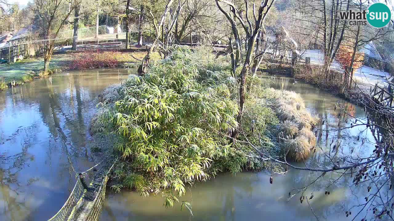 Südlicher Gelbwangen-Schopfgibbon Zoo Ljubljana webcam