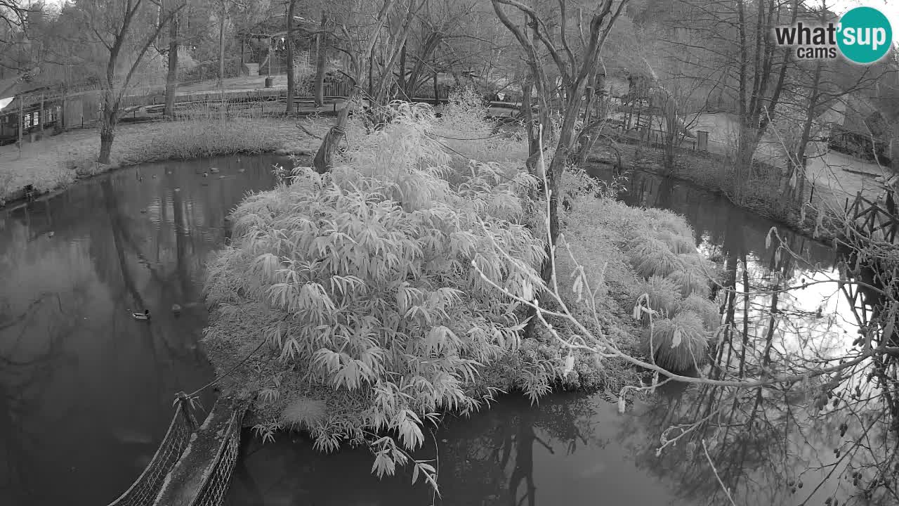 Südlicher Gelbwangen-Schopfgibbon Zoo Ljubljana webcam