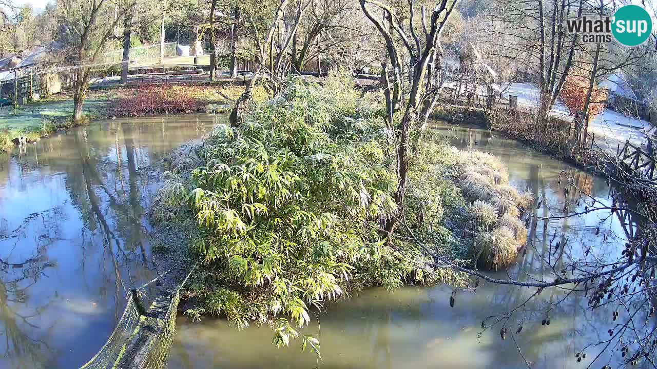 Südlicher Gelbwangen-Schopfgibbon Zoo Ljubljana webcam