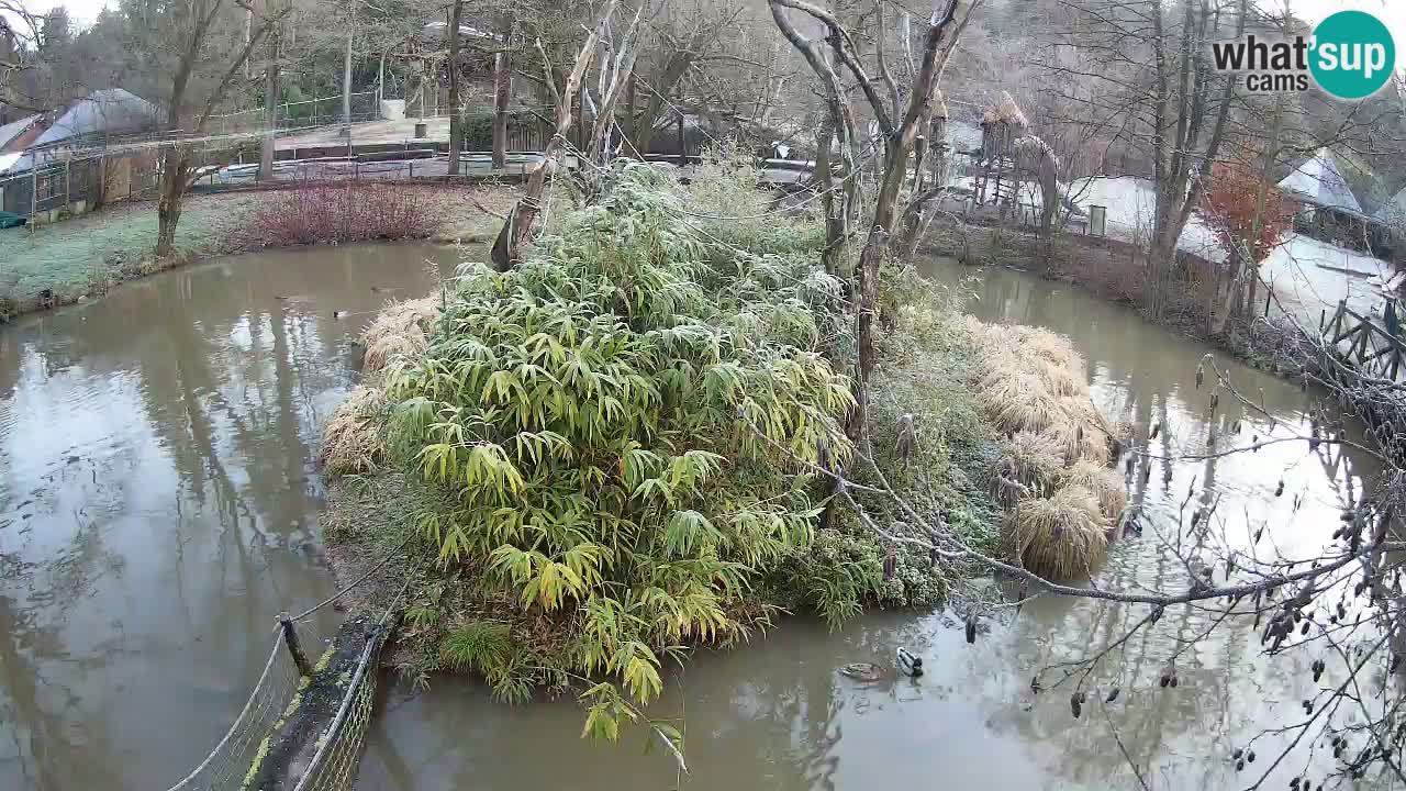 Yellow-cheeked gibbon Zoo Ljubljana livecam