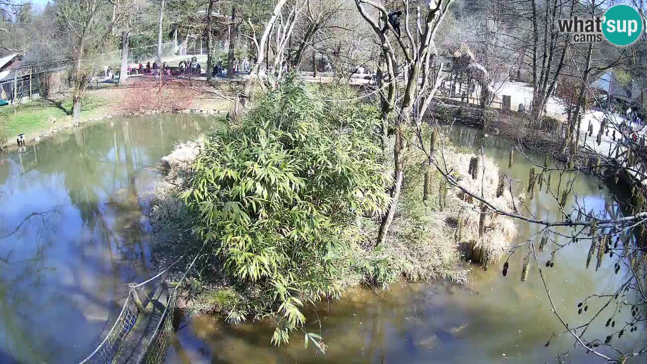 Südlicher Gelbwangen-Schopfgibbon Zoo Ljubljana webcam