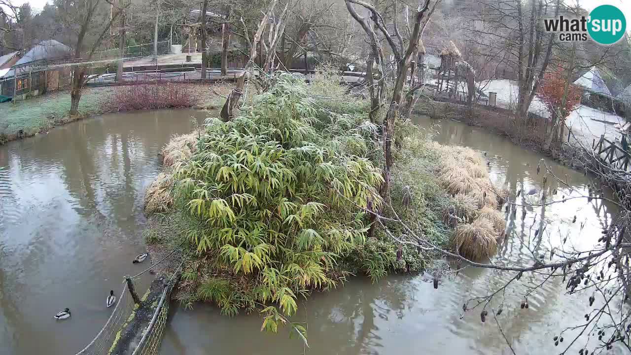 Südlicher Gelbwangen-Schopfgibbon Zoo Ljubljana webcam