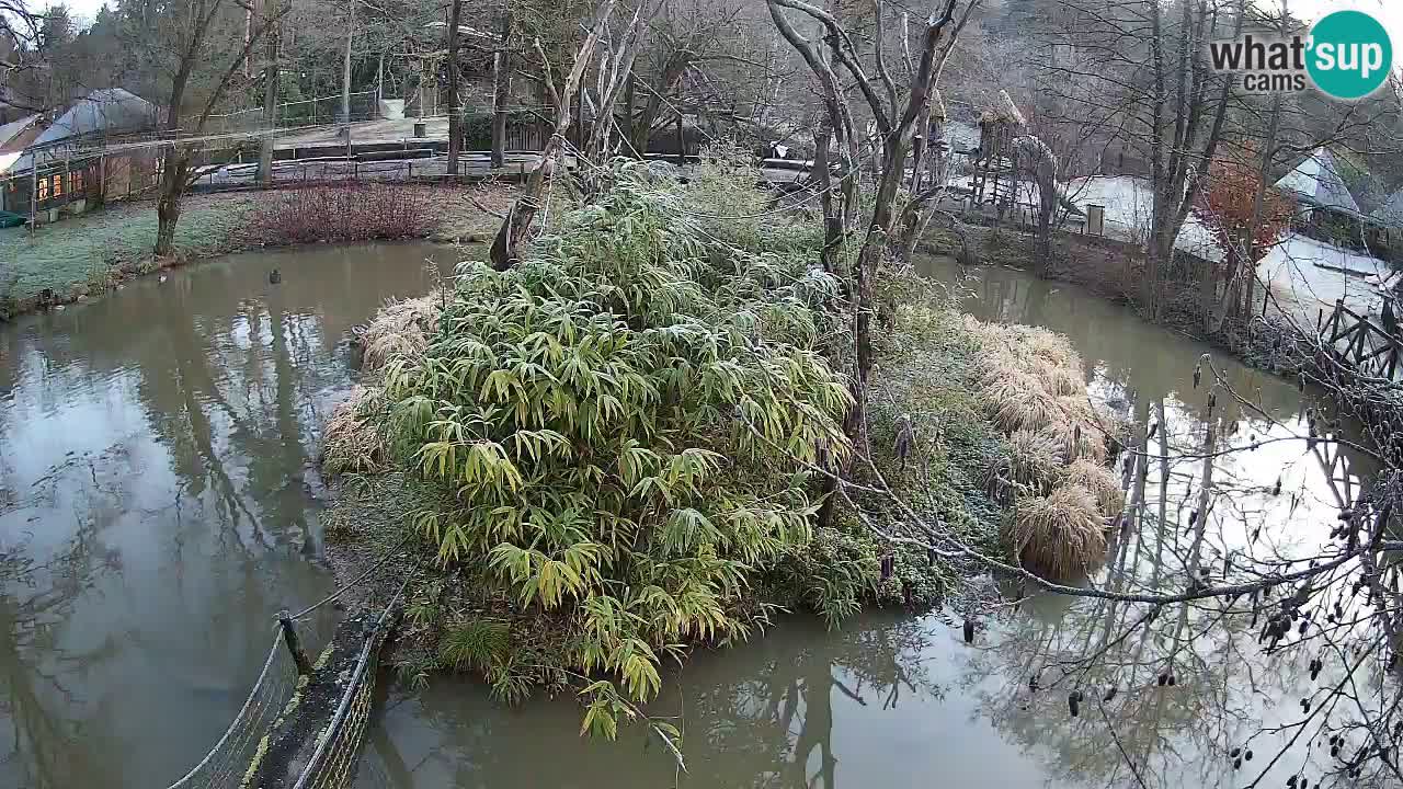 Südlicher Gelbwangen-Schopfgibbon Zoo Ljubljana webcam