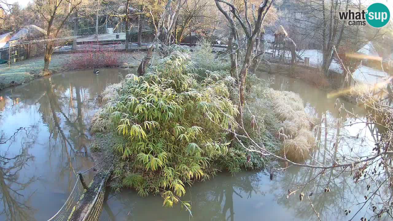 Südlicher Gelbwangen-Schopfgibbon Zoo Ljubljana webcam