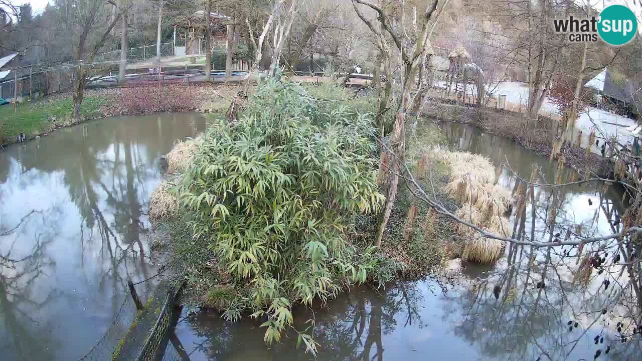 Gibbon à joues jaunes Zoo Ljubljana live cam