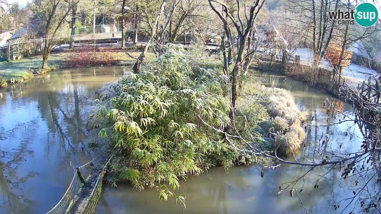 Südlicher Gelbwangen-Schopfgibbon Zoo Ljubljana webcam