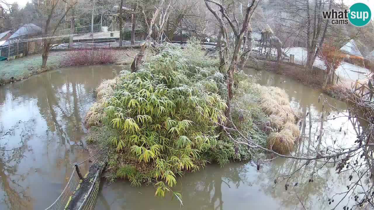 Yellow-cheeked gibbon Zoo Ljubljana livecam