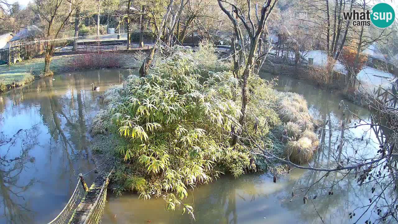 Gibon – Nomascus gabriellae – Zoo Ljubljana web kamera