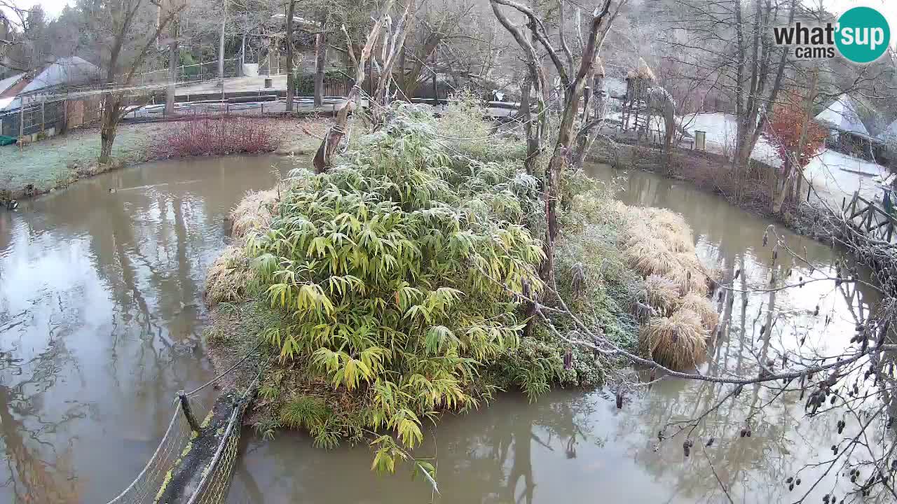 Südlicher Gelbwangen-Schopfgibbon Zoo Ljubljana webcam