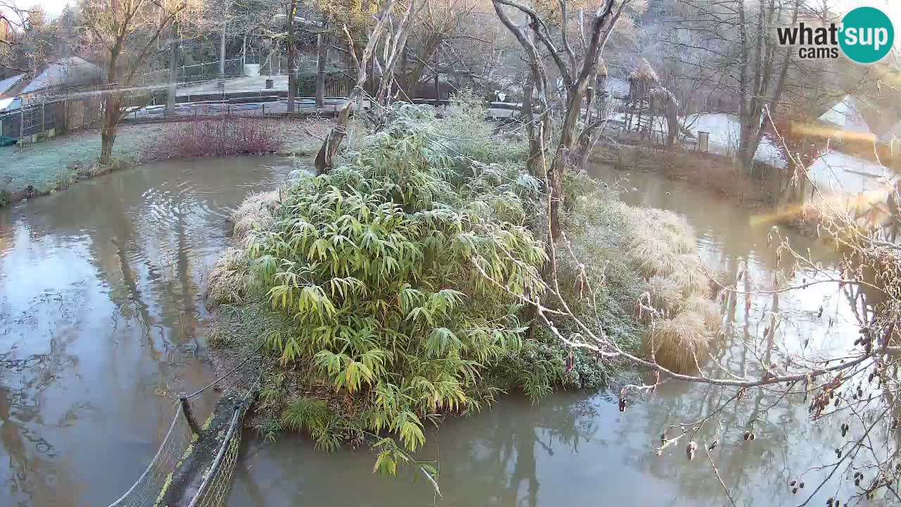 Südlicher Gelbwangen-Schopfgibbon Zoo Ljubljana webcam