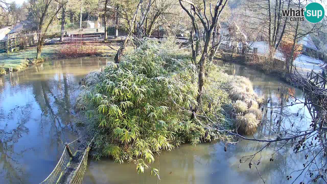 Südlicher Gelbwangen-Schopfgibbon Zoo Ljubljana webcam