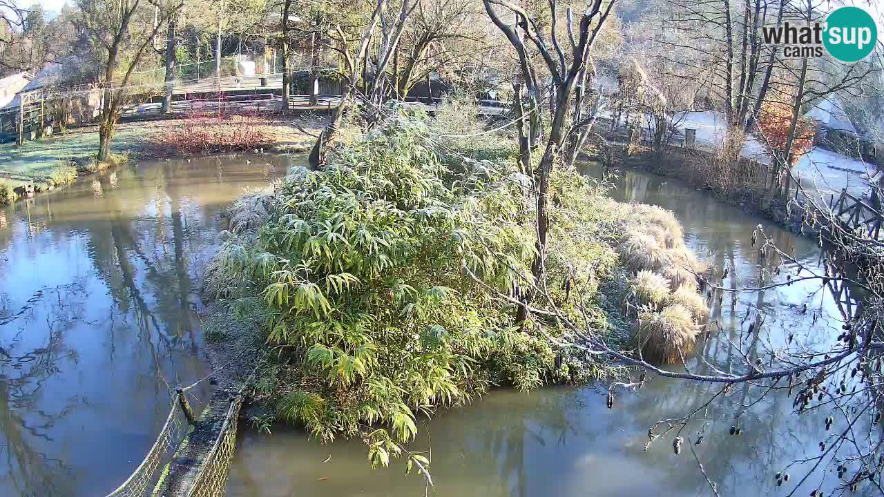 Gibbon à joues jaunes Zoo Ljubljana live cam