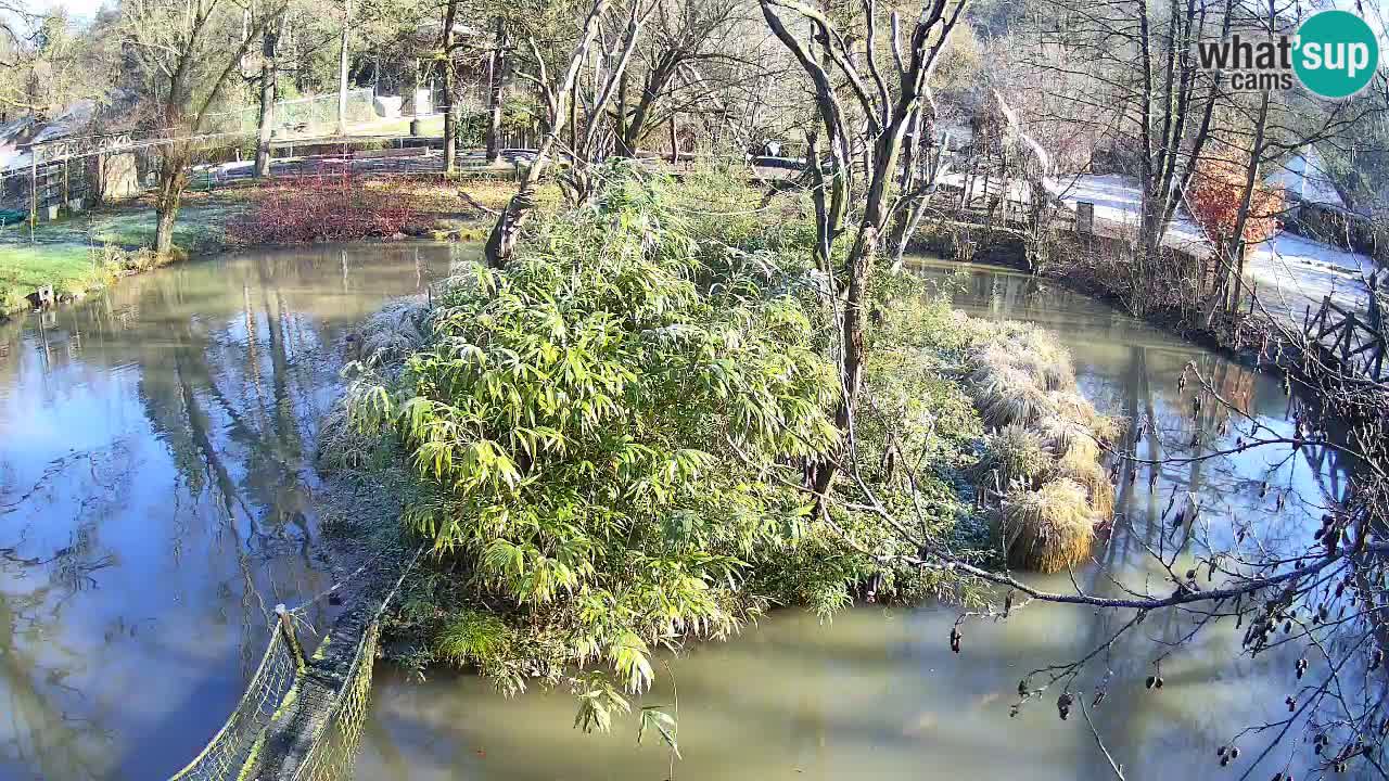 Yellow-cheeked gibbon Zoo Ljubljana livecam