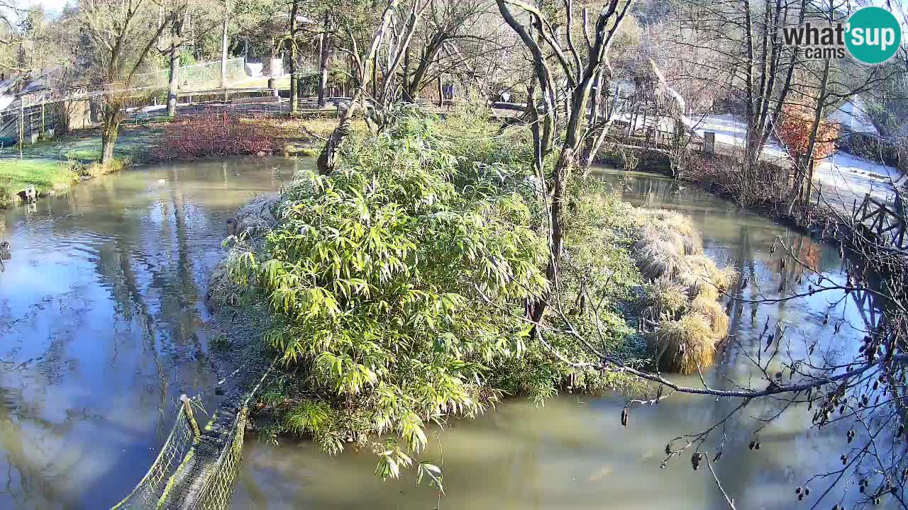 Yellow-cheeked gibbon Zoo Ljubljana livecam