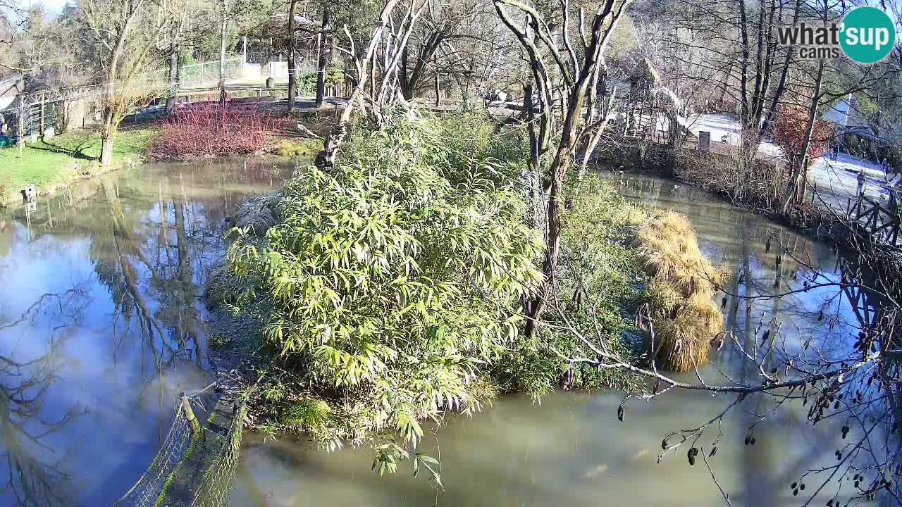 Yellow-cheeked gibbon Zoo Ljubljana livecam