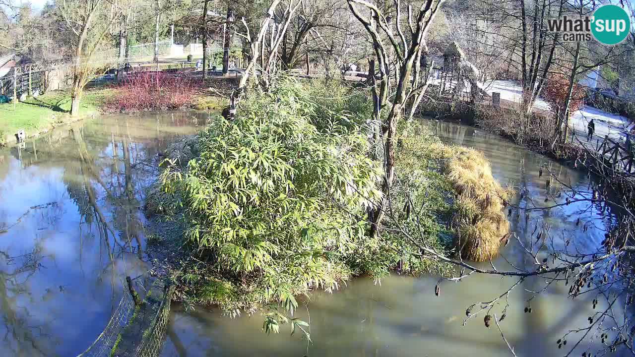 Yellow-cheeked gibbon Zoo Ljubljana livecam