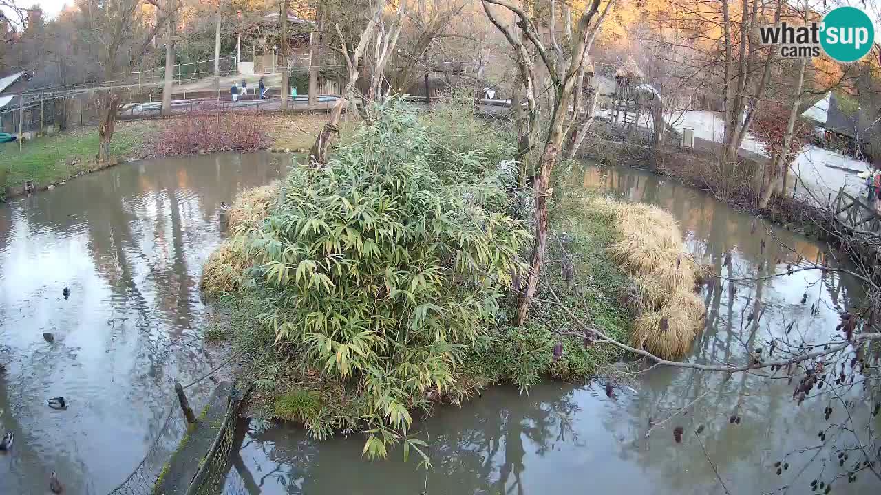 Yellow-cheeked gibbon Zoo Ljubljana livecam