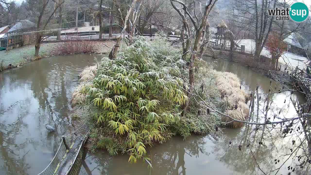 Südlicher Gelbwangen-Schopfgibbon Zoo Ljubljana webcam