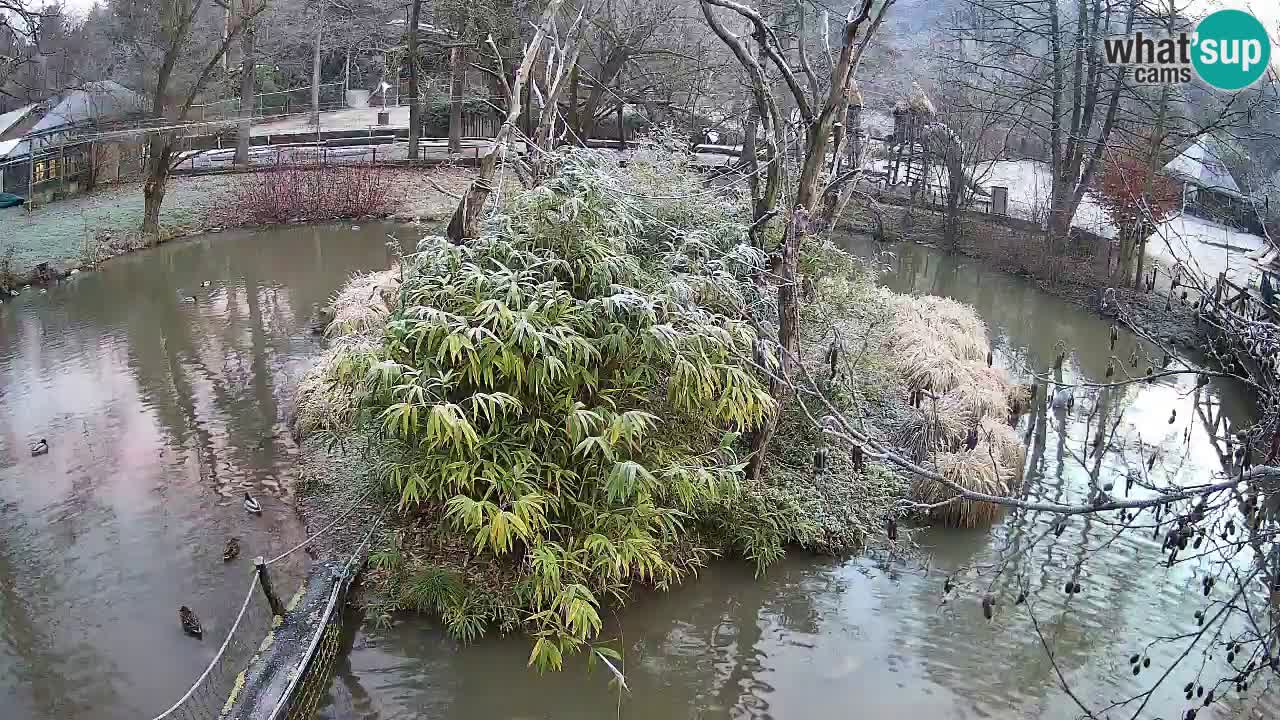 Gibon – Nomascus gabriellae – Zoo Ljubljana web kamera