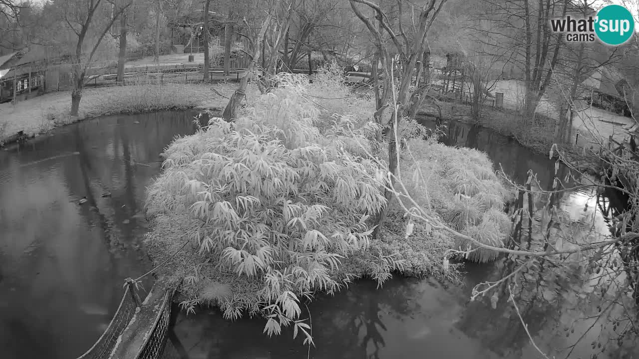 Südlicher Gelbwangen-Schopfgibbon Zoo Ljubljana webcam