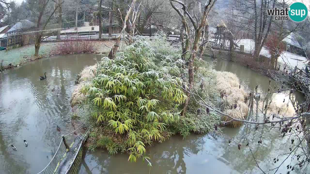 Südlicher Gelbwangen-Schopfgibbon Zoo Ljubljana webcam