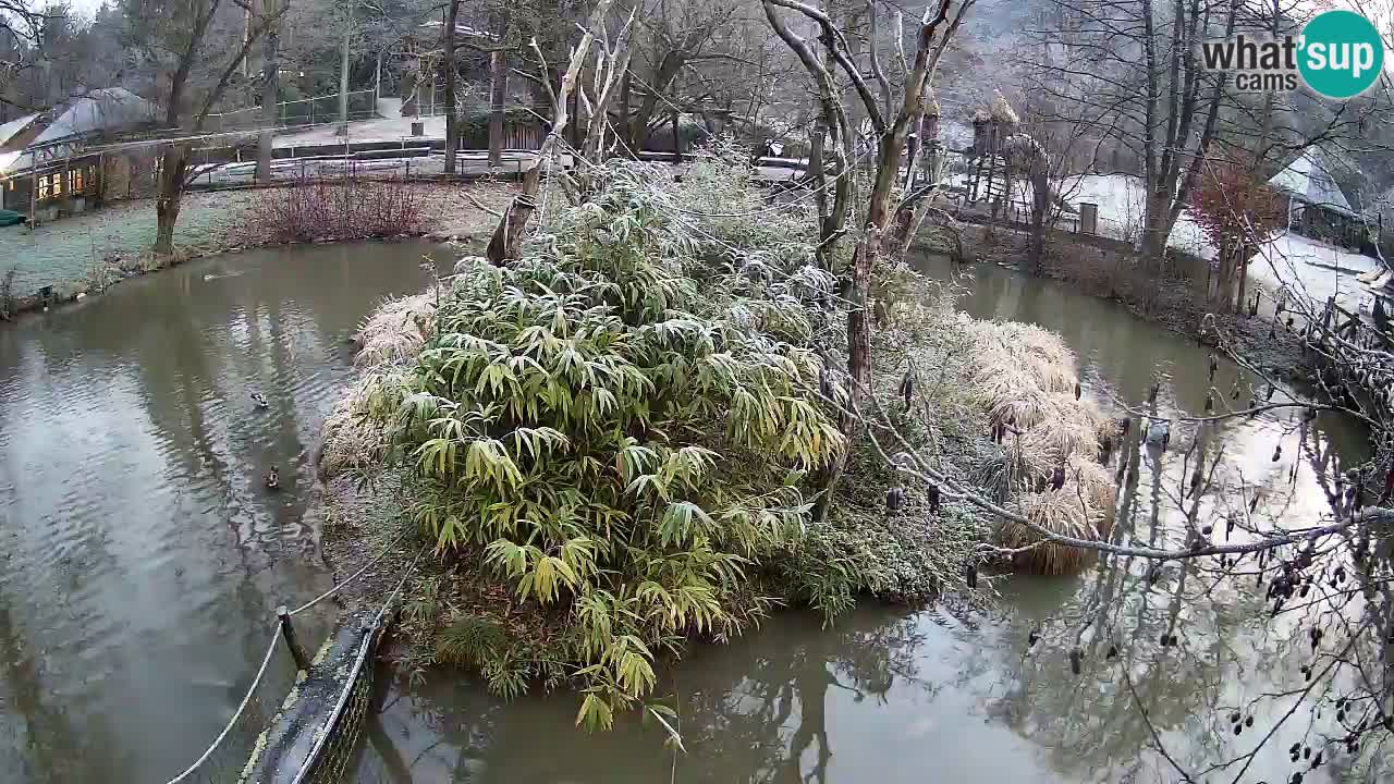 Südlicher Gelbwangen-Schopfgibbon Zoo Ljubljana webcam