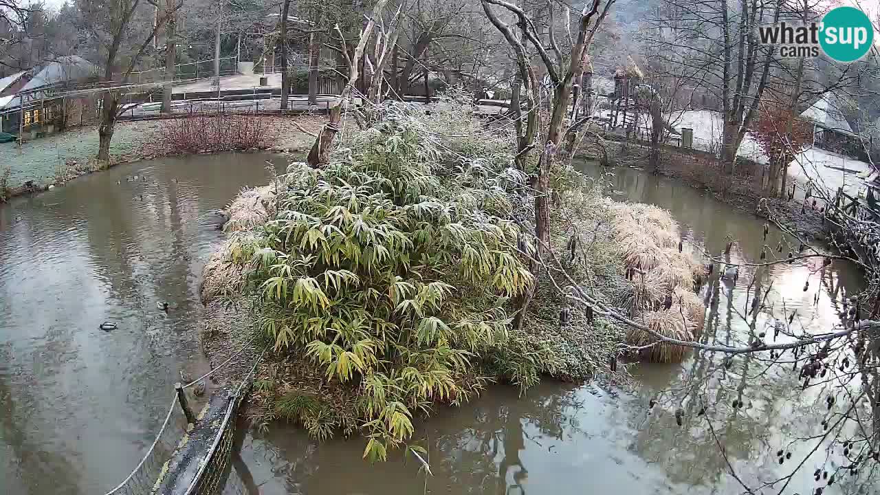 Südlicher Gelbwangen-Schopfgibbon Zoo Ljubljana webcam