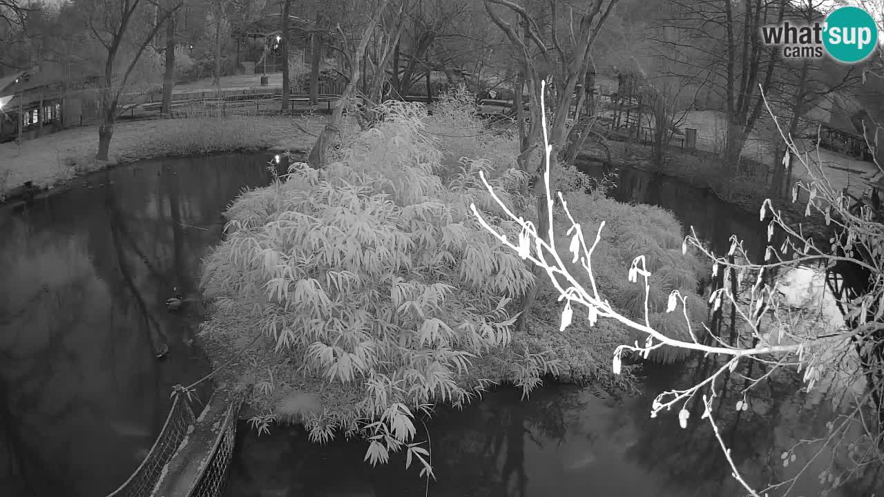 Gibbon à joues jaunes Zoo Ljubljana live cam