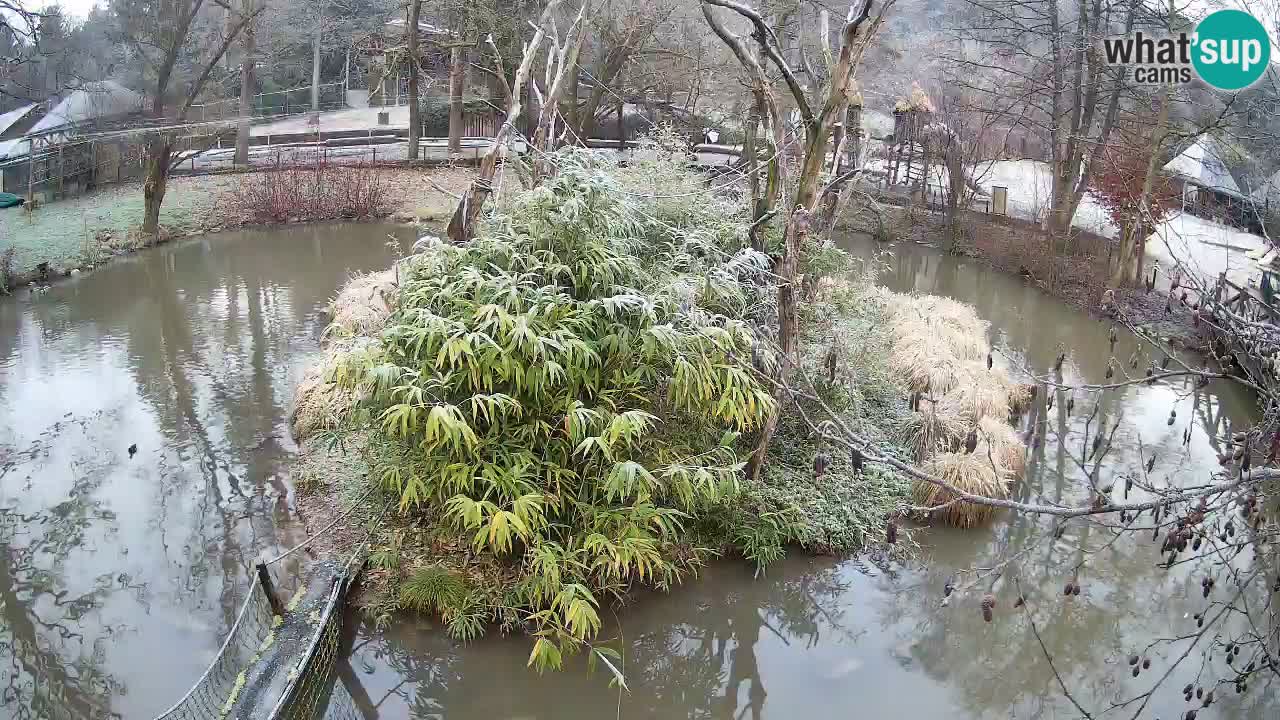 Südlicher Gelbwangen-Schopfgibbon Zoo Ljubljana webcam