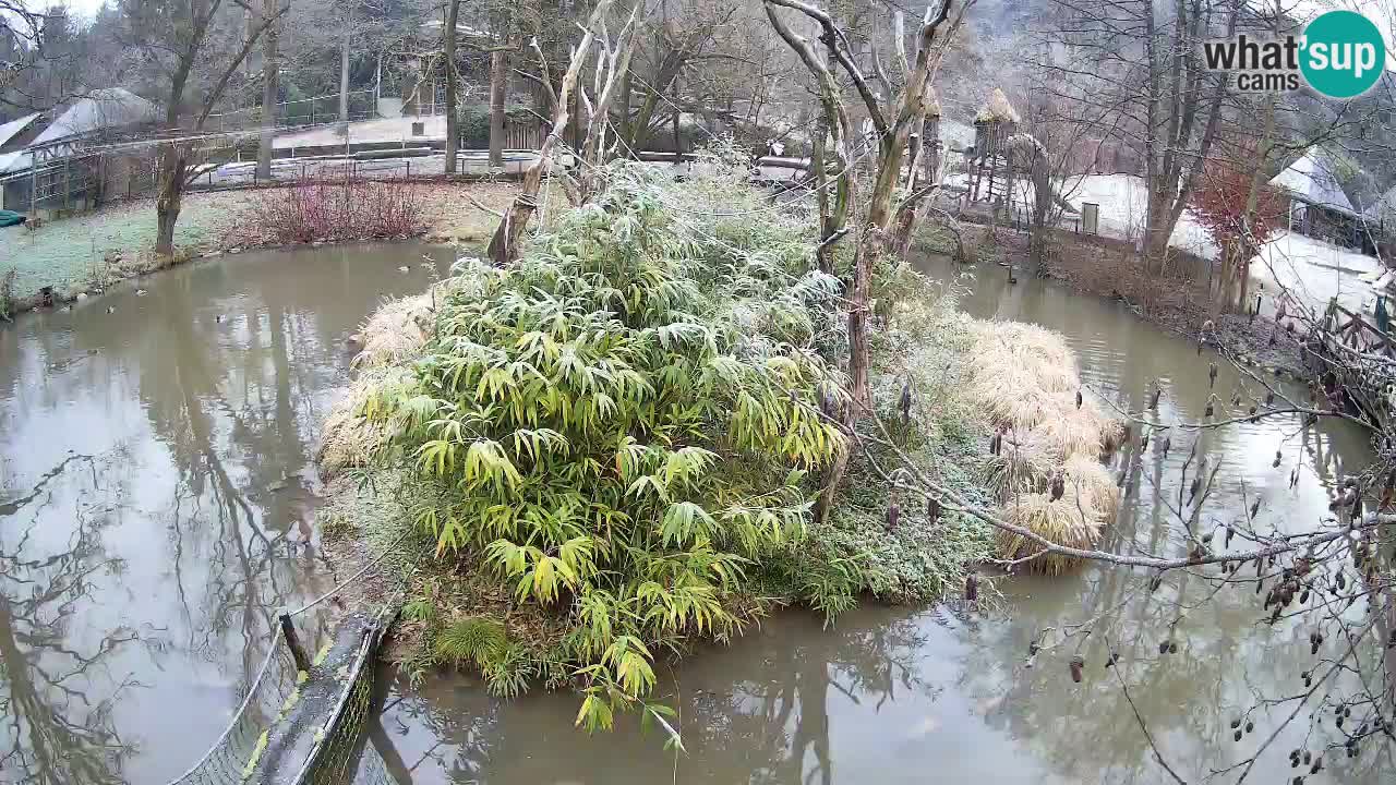 Südlicher Gelbwangen-Schopfgibbon Zoo Ljubljana webcam