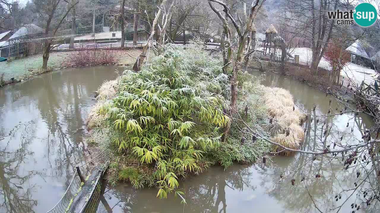 Gibbon à joues jaunes Zoo Ljubljana live cam