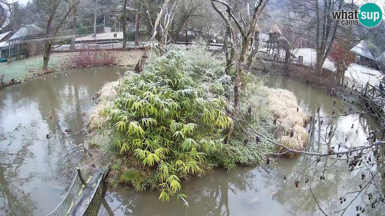 Gibbon à joues jaunes Zoo Ljubljana live cam