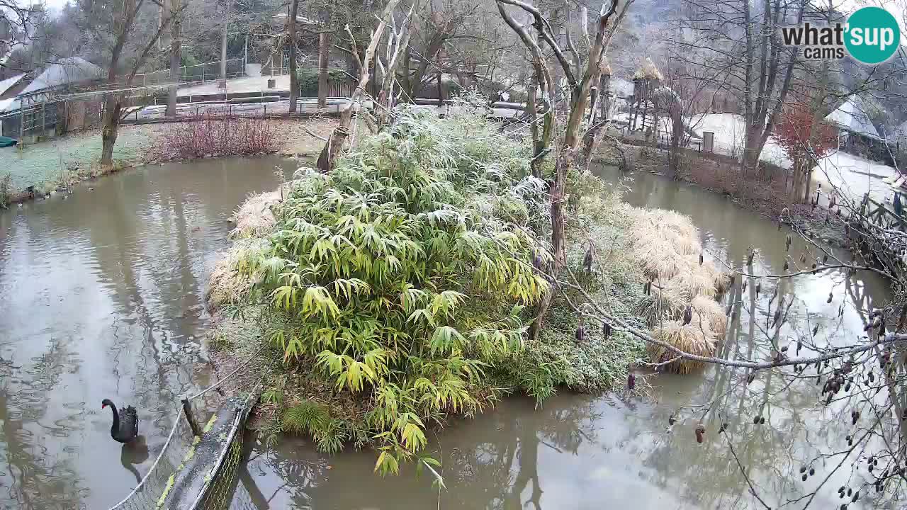 Yellow-cheeked gibbon Zoo Ljubljana livecam