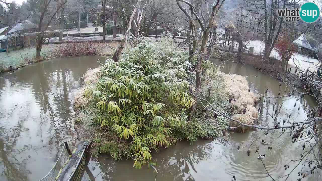 Gibon – Nomascus gabriellae – Zoo Ljubljana web kamera